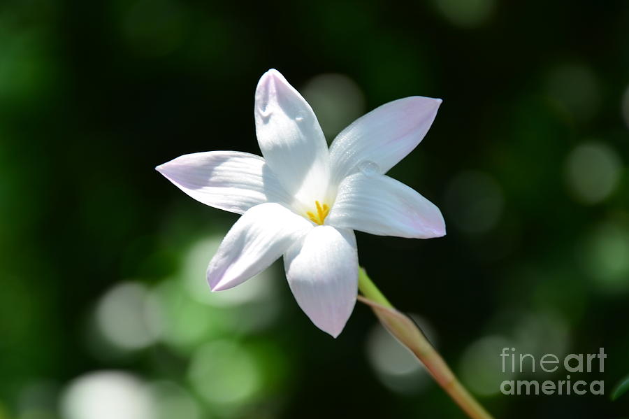 Dainty White Rain Flower Photograph by Bob Sample