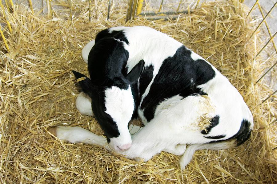 Dairy Calf Photograph by Photostock-israel/science Photo Library