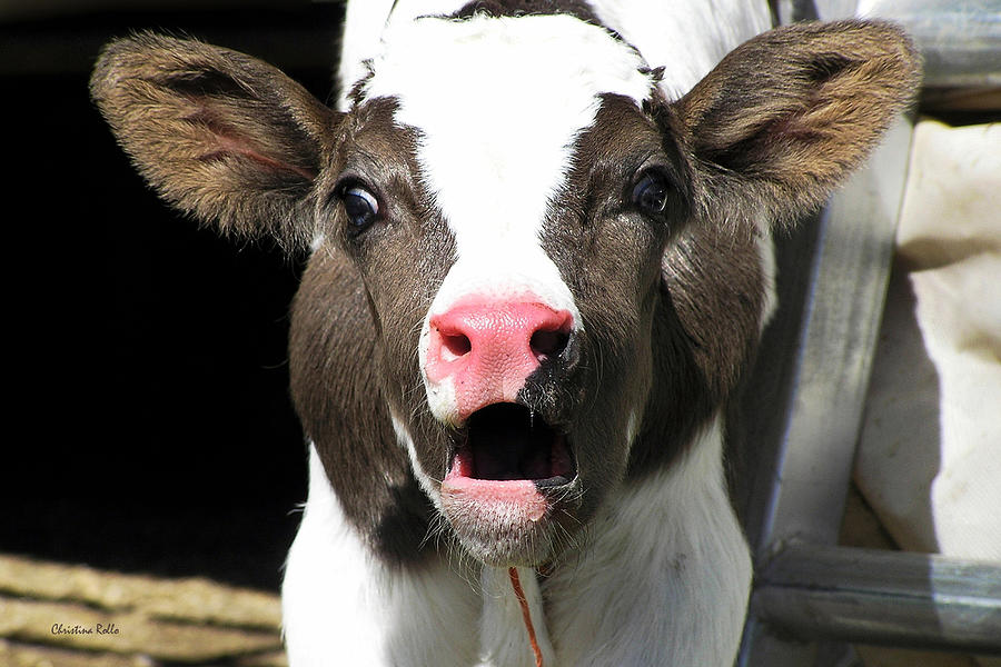 Dairy Cow Photograph by Christina Rollo