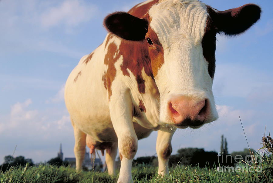 Dairy Cow Photograph by Kees van den Berg