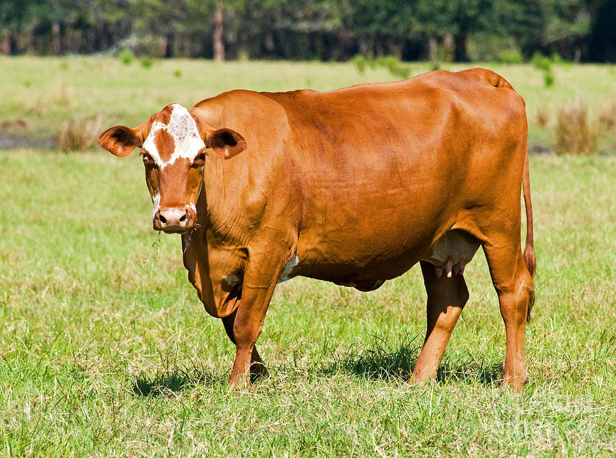 Dairy Cow Photograph by Millard H. Sharp