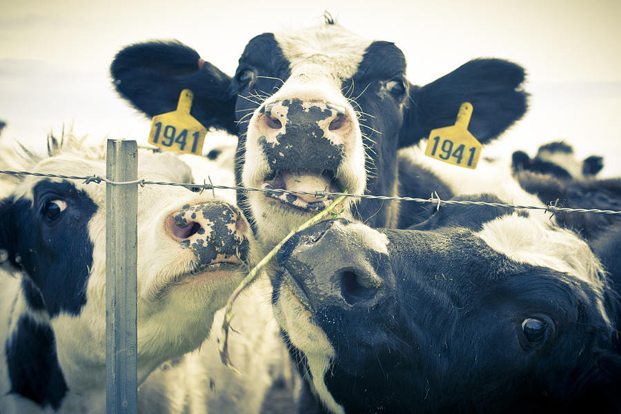 Dairy Cow Portrait Photograph by Priya Ghose