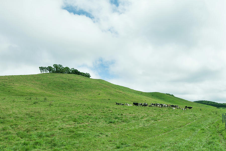 Dairy Cows And Pasture Land Photograph by Ippei Naoi
