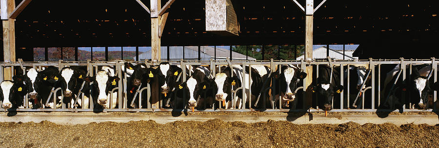 Dairy Cows Photograph by Animal Images - Fine Art America