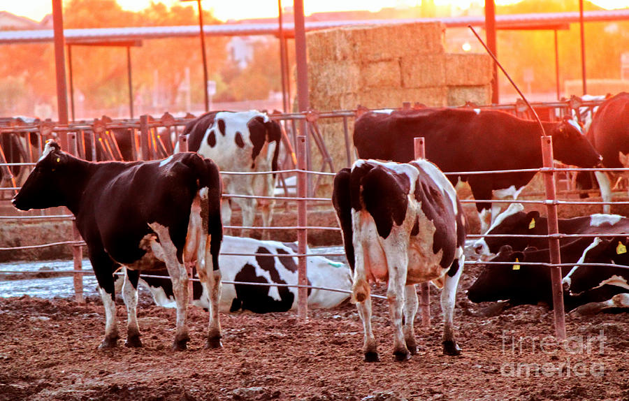 Cow Photograph - Dairy Cows at Sunrise by Gregory Dyer
