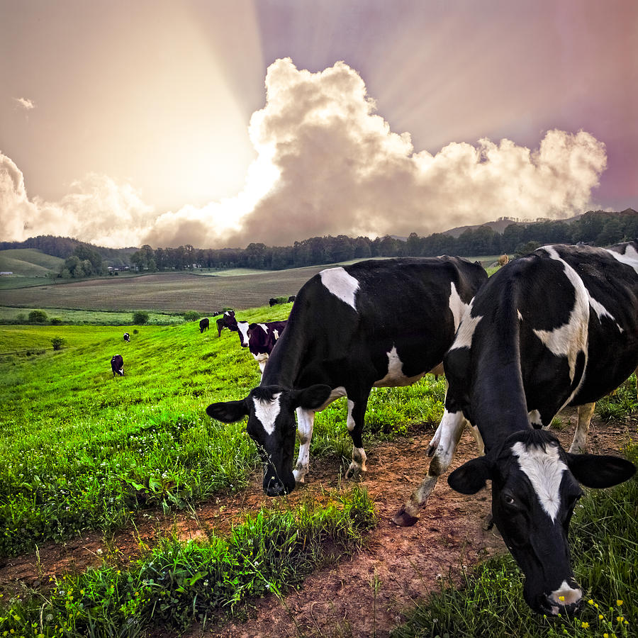 Mountain Photograph - Dairy Cows at Sunset by Debra and Dave Vanderlaan