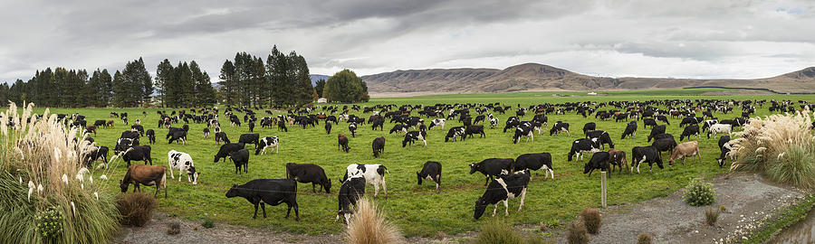 Dairy Cows Grazing Twizel New Zealand Photograph by Colin Monteath