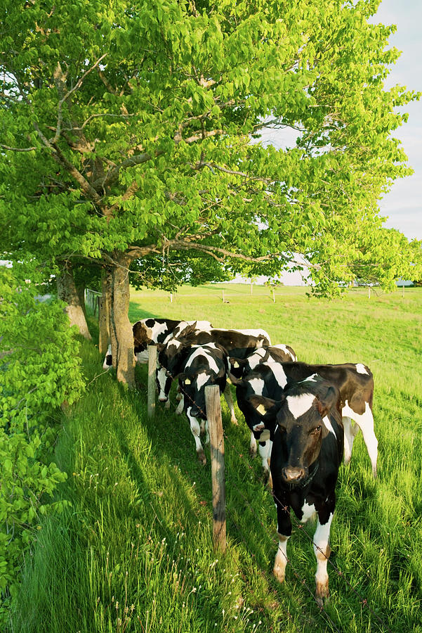 Dairy Cows Photograph by Shaunl