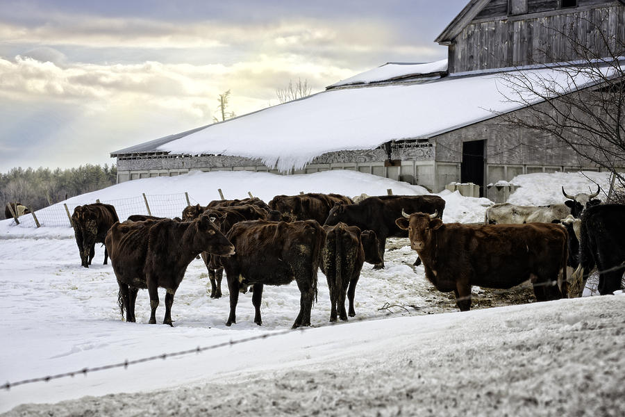 Cow Photograph - Dairy Farm by Lisa Bryant