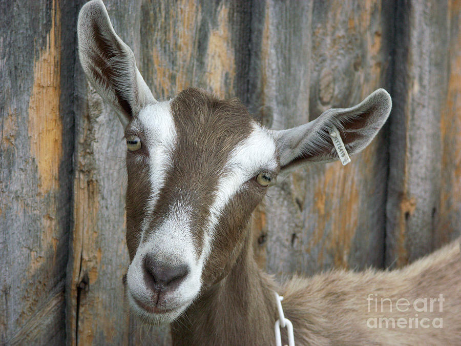 Dairy Goat Photograph by Bonnie Sue Rauch