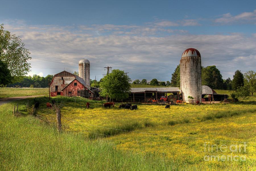 Dairy Land  Photograph by Benanne Stiens