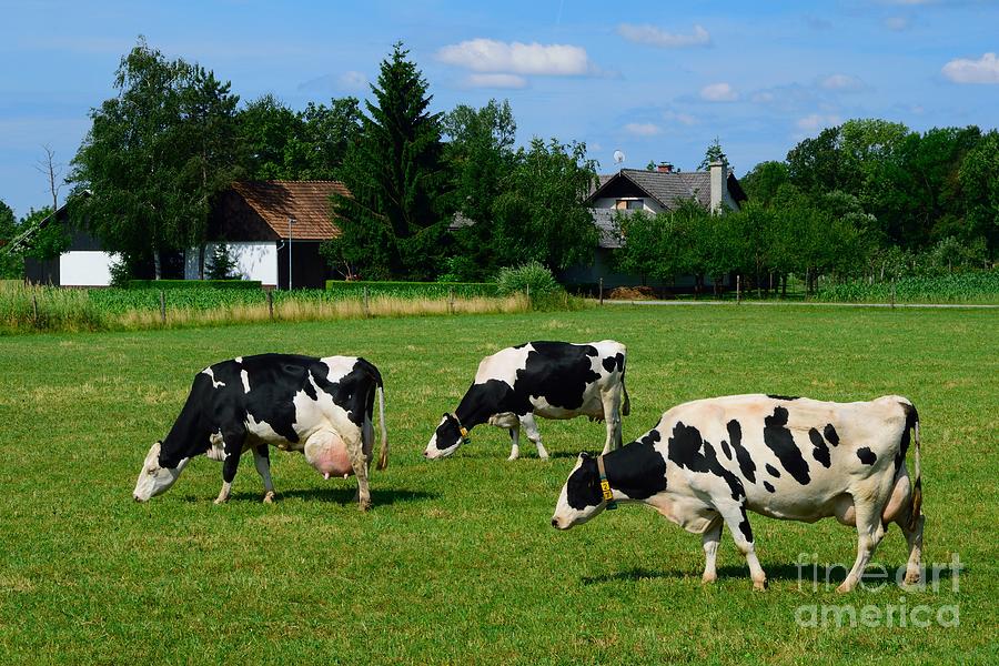 Dairy Photograph