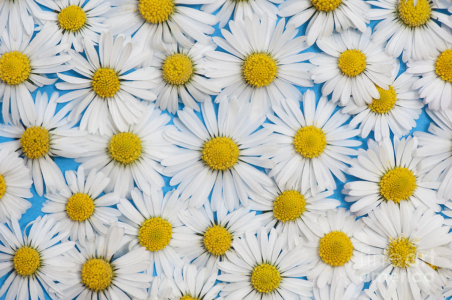Daisy Photograph - Daises by Tim Gainey