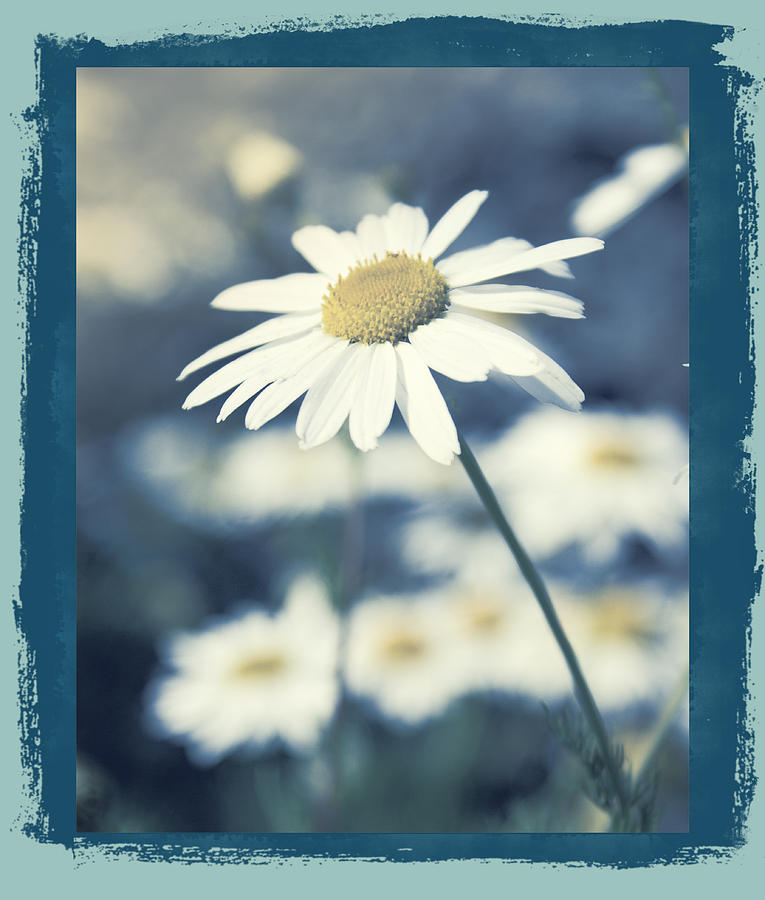 Daisies ... again - 146a Photograph by Variance Collections