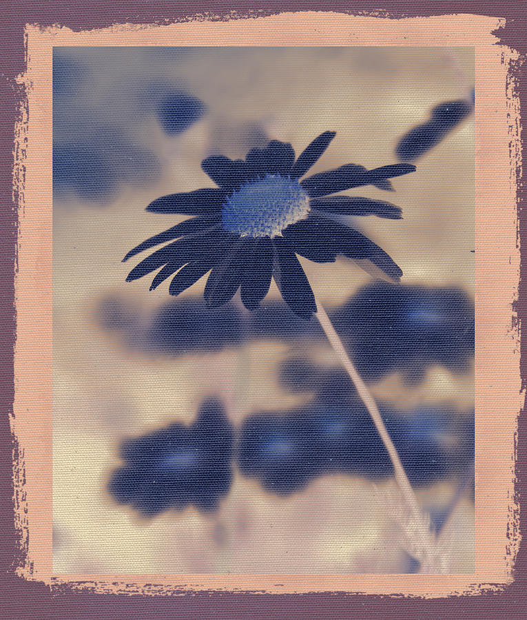 Daisies ... again - 150ab Photograph by Variance Collections