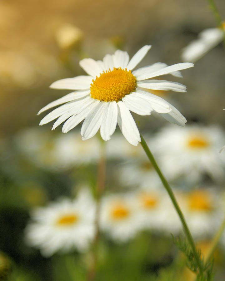 Daisy Photograph - Daisies ... again - original by Variance Collections