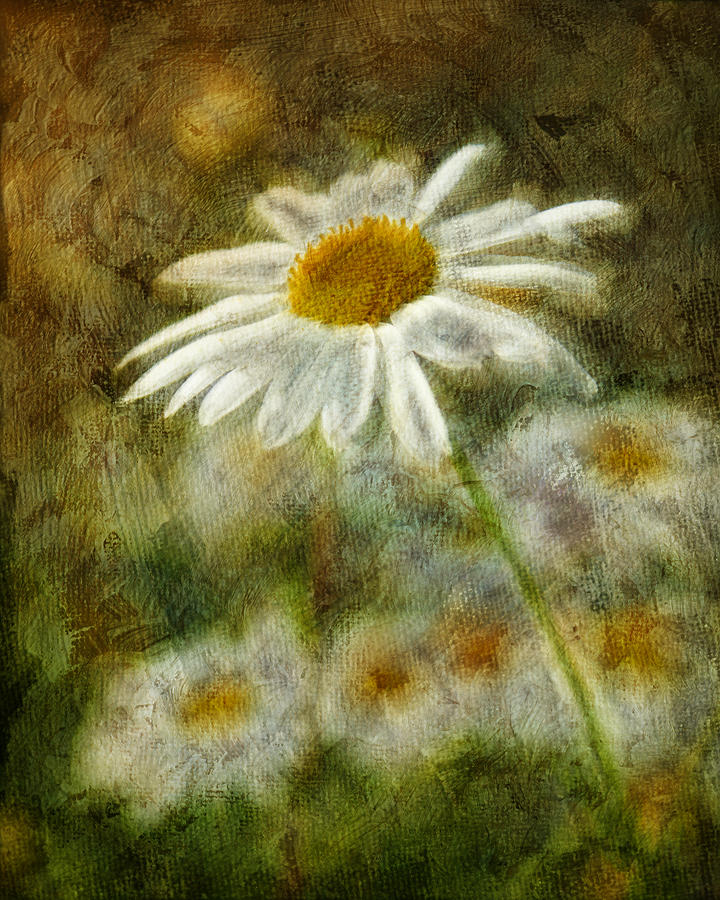 Daisy Photograph - Daisies ... again - p11at01 by Variance Collections