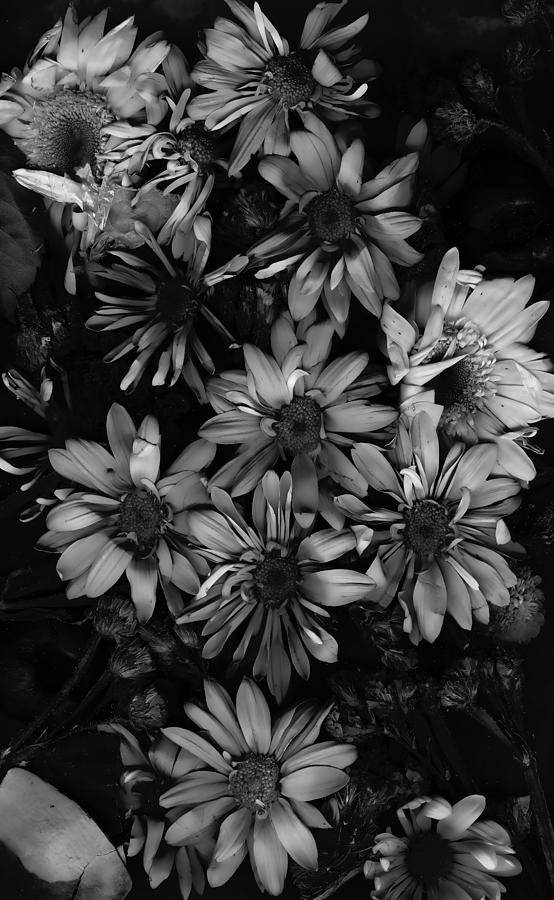 Daisies 2 Photograph by Cathy Anderson