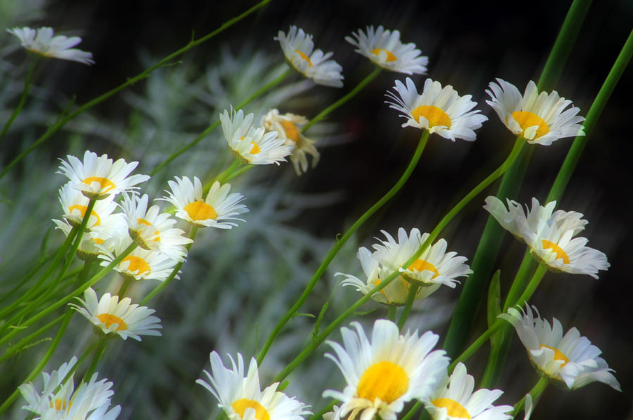 Flower Photograph - Daisies A by Jim Vance