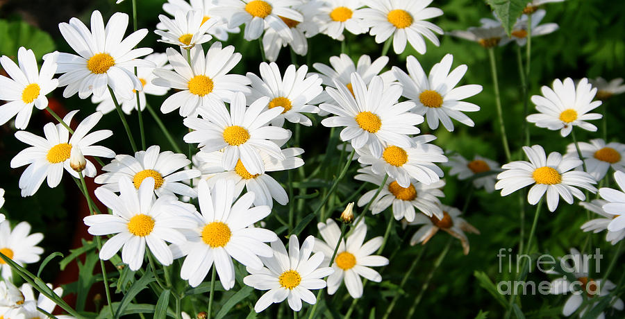 Daisies Photograph by LR Photography