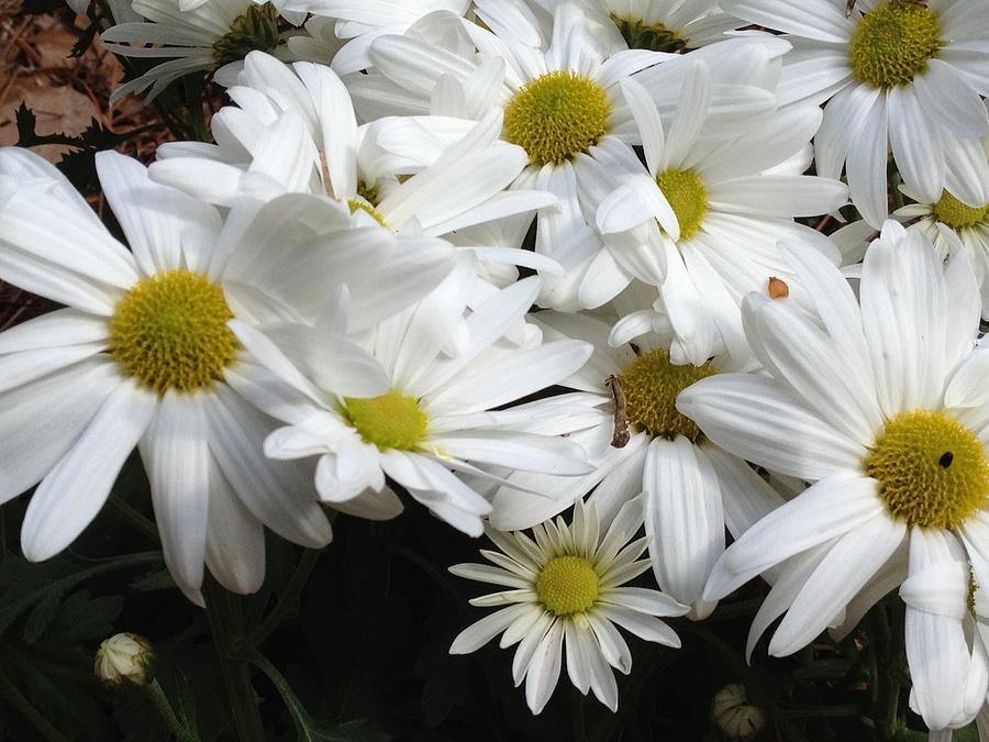 Flower Photograph - Daisies by Alan Lakin