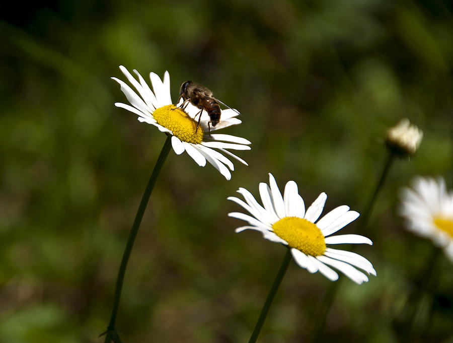 Daisies and a Bee Photograph by Celso Bressan