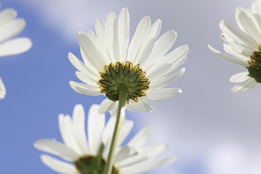 Daisies and blue sky Photograph by Ulrich Kunst And Bettina Scheidulin