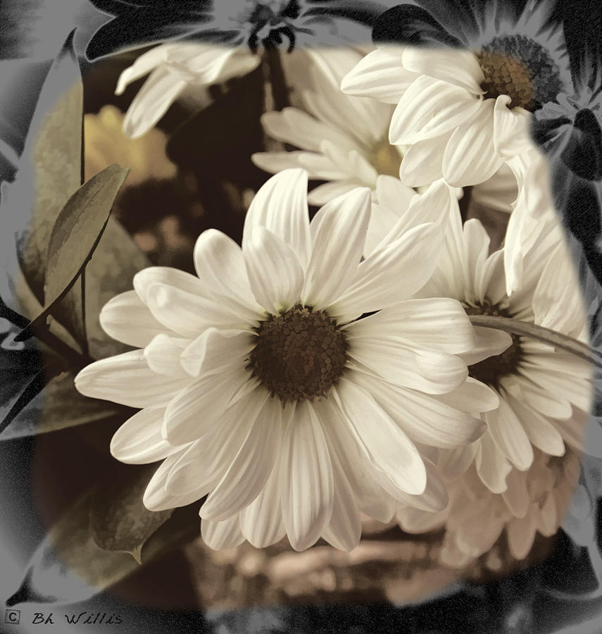 Daisies and charcoal Photograph by Bonnie Willis