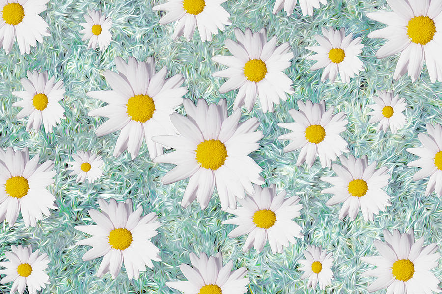 Daisies and Daisies Photograph by Hal Halli