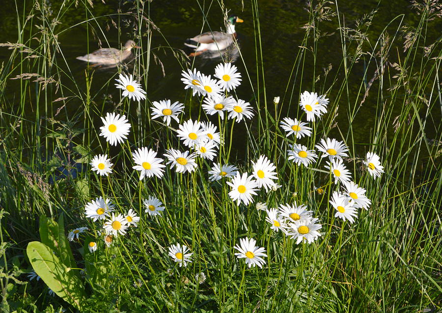 Nature Photograph - Daisies and Ducks by Bishopston Fine Art