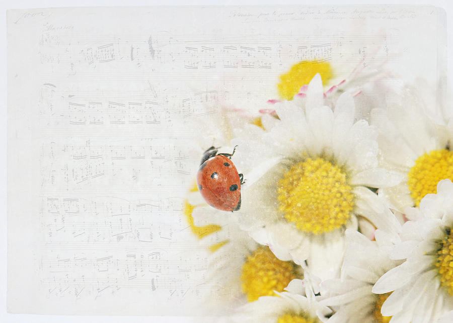 Spring Mixed Media - Daisies and Ladybug by Heike Hultsch