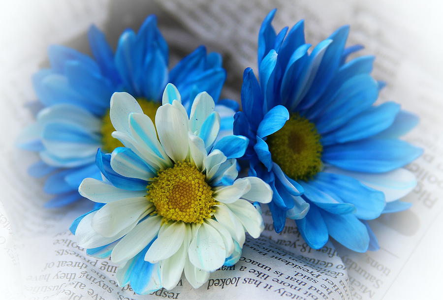 Daisy Photograph - Daisies And Newspaper by Cathy Lindsey