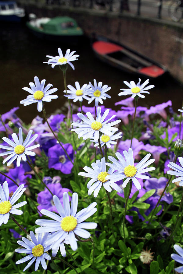 Daisy Photograph - Daisies And Petunias by Chris Martin-bahr/science Photo Library