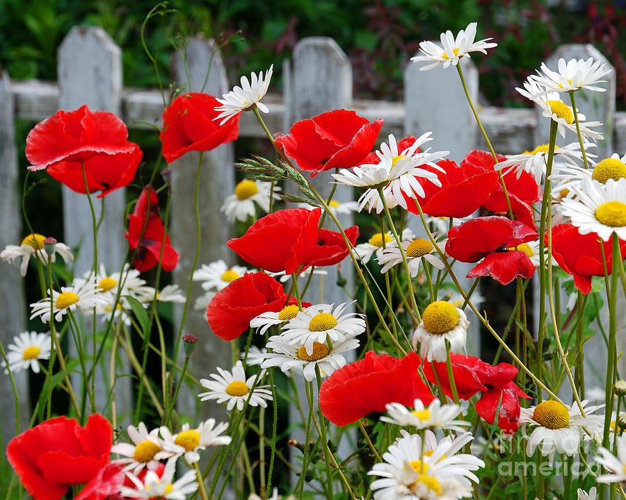 Daisies and Poppies II Photograph by Chuck Flewelling