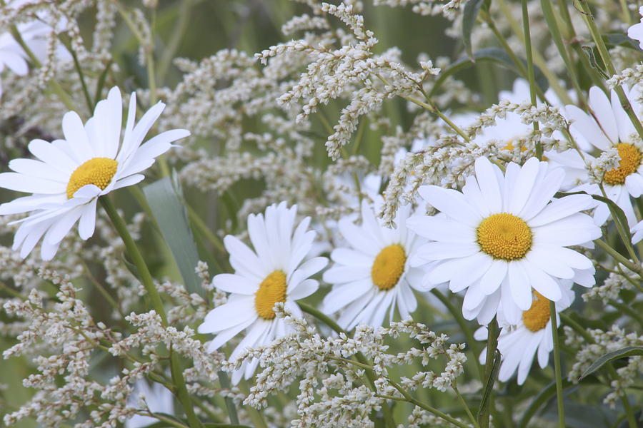Daisies and white flowers in a meadow Photograph by Ulrich Kunst And Bettina Scheidulin