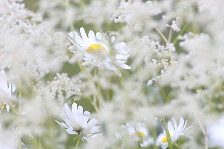Daisies and white flowers Photograph by Ulrich Kunst And Bettina Scheidulin
