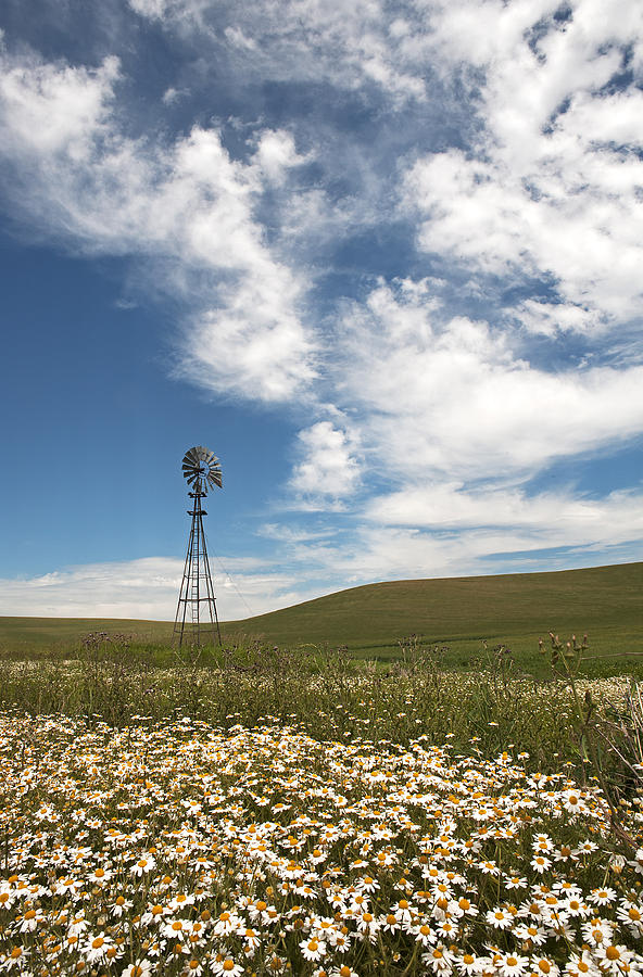 Daisies and Windmill Photograph by Doug Davidson