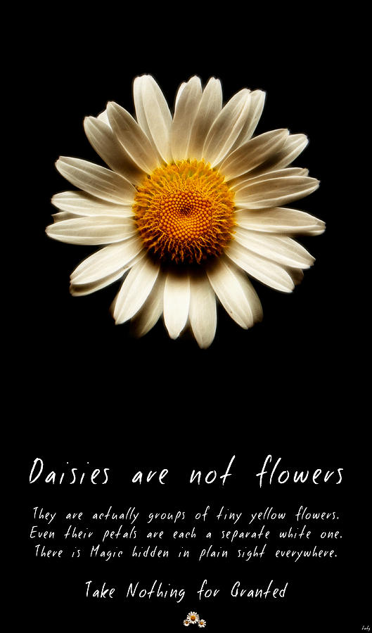 Daisies are not flowers Fractal version Photograph by Weston Westmoreland