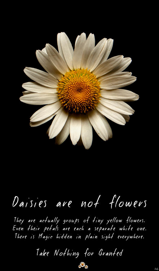 Daisies are not flowers Photograph by Weston Westmoreland