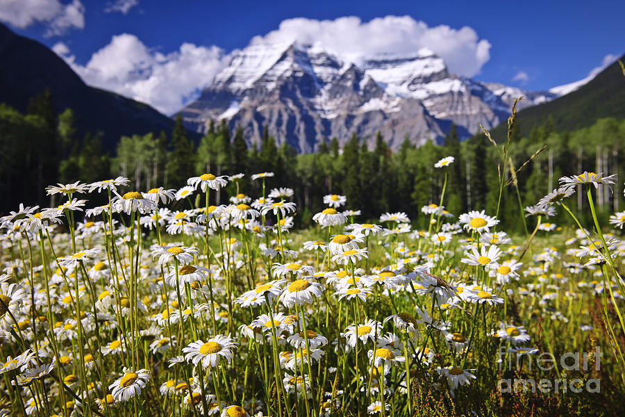 Daisies at Mount Robson Photograph by Elena Elisseeva