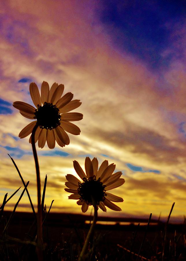 Flower Photograph - Daisies at Sundown  by Sarah Pemberton