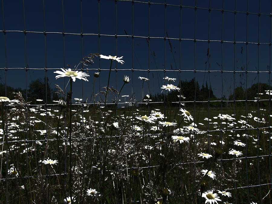 Daisies At The Fence Photograph by Marie Jamieson