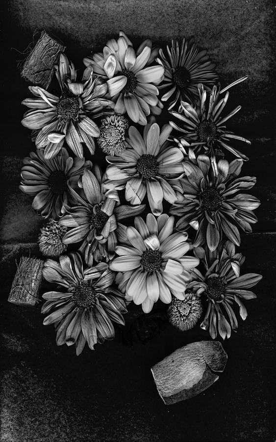 Daisies Black and White 2 Photograph by Cathy Anderson