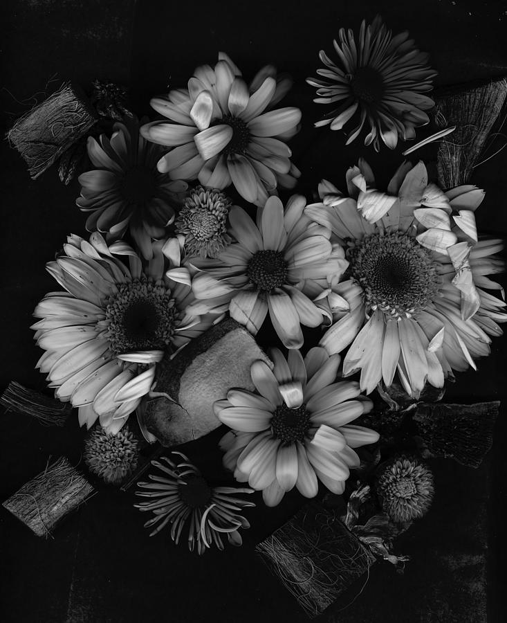 Daisies Black and White Photograph by Cathy Anderson
