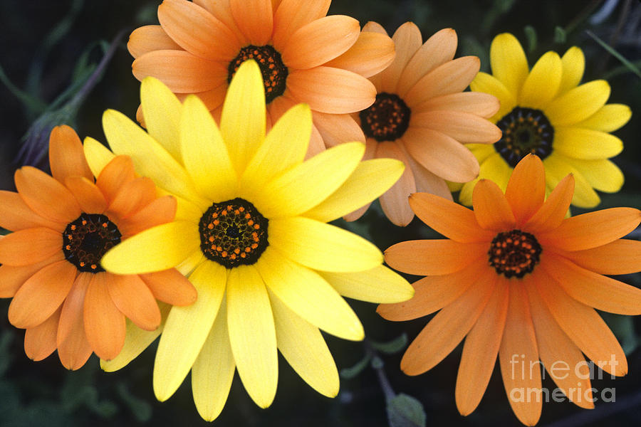 Daisies Blooming Photograph by Craig Lovell