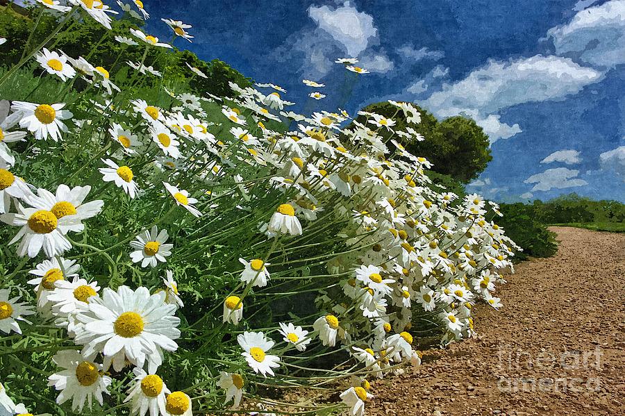 Daisies by the Path - Photo Art Photograph by Les Bell