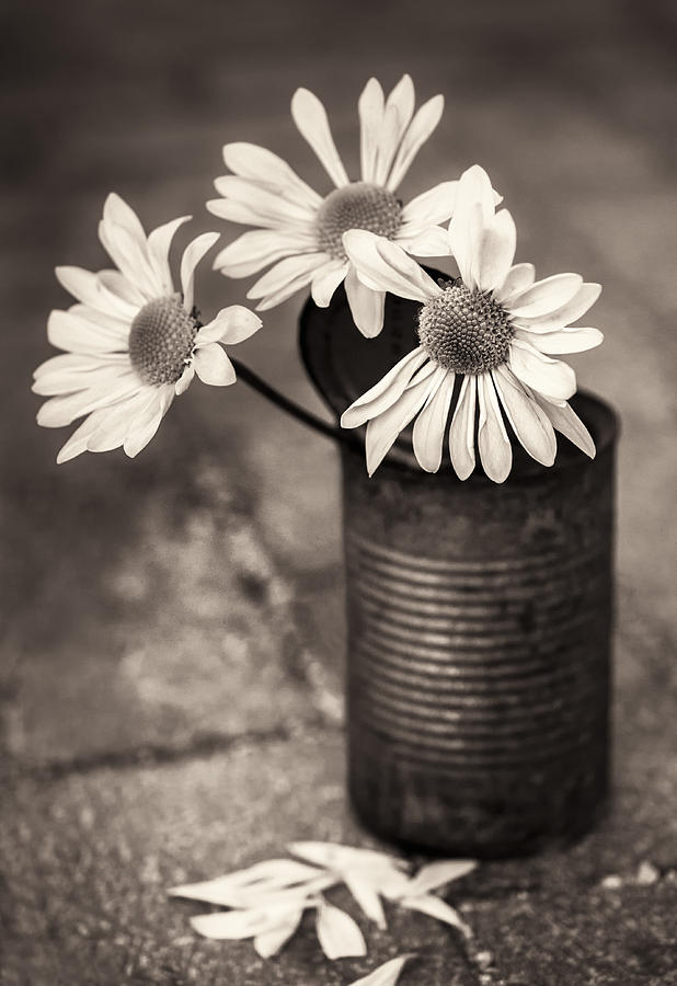 Daisies Can Photograph by Nancy Strahinic