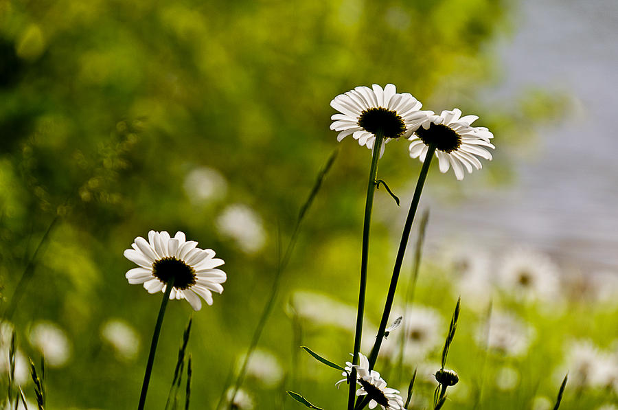 Daisies Photograph by Celso Bressan