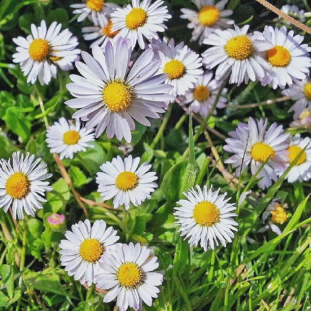 Summer Photograph - Daisies  by Claire Shaw