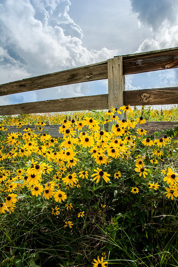 Landscape Photograph - Daisies climb the fence by Geoff Mckay